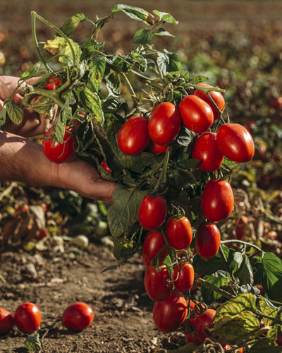 Consorzio ortofrutticolo